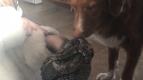 Snake Gets Kisses from Gentle Dog