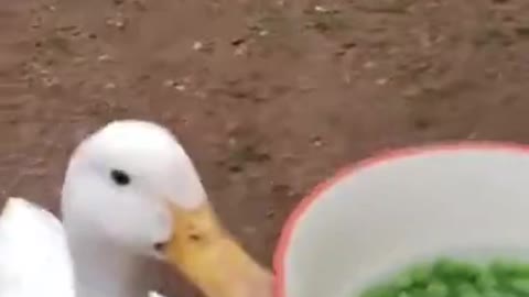 Two ducks vs beans