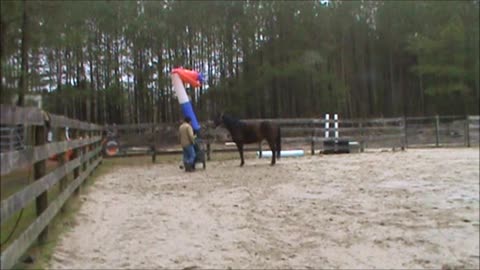 Horse Training: Casino, Ground Work