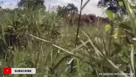 Angry Buffalo chases and kills Lion to save her baby, Wild Animals Attack