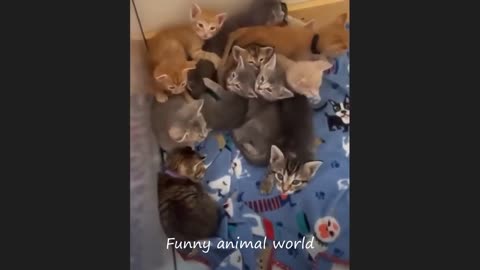 Funny cat videos