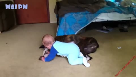 dog protect baby