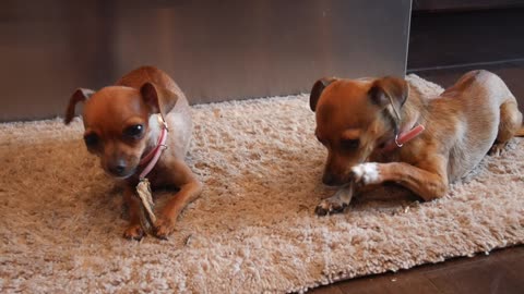 Sister Chihuahuas chewing fish skin (can you hear the fart at the end?)