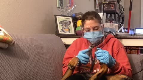 Relaxed doggy has the best spa treatment at home