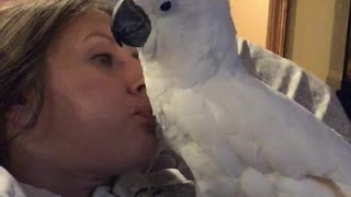 Cockatoo Enjoys Receiving Raspberries From Her Owner