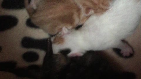 Snuggling Newborn Kittens In A Kitten Scrum, Tiny Kitten Flops Over