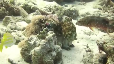 The Eagle Dies While Hunting Octopus In The Ocean