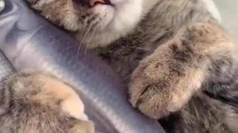 Lovely and Funny Animals Funny Cat video Clip 2021