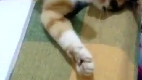 Cat Kiri Playing