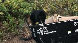 Big Bear Dines While Balancing on Dumpster