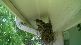 Baby Birds Just Two Days Later Part 3