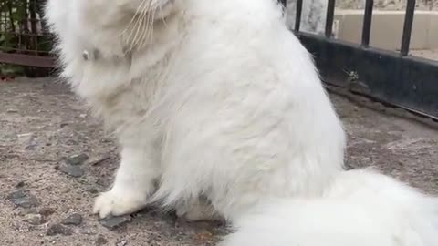 Extremely beautiful cute white fluffy persian cat playing in the rain || Cat play run funny