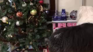 Sheepie tries to take the kids gifts!