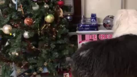 Sheepie tries to take the kids gifts!