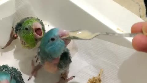 These Hungry Baby Parrots Give The Formula An Approving Nod