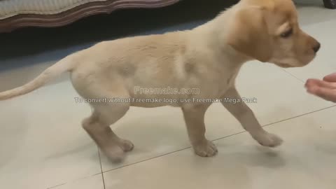 TRAINING UR BRAND NEW LARADOR PUPPY