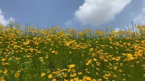 Yellow cosmos