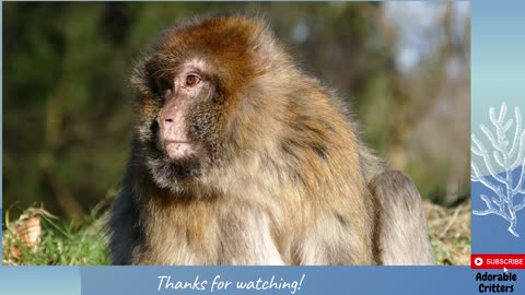 Monkey Monkey Monkey : Adorable Critters