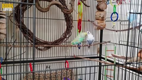Budgies keeping Tips for Beginner