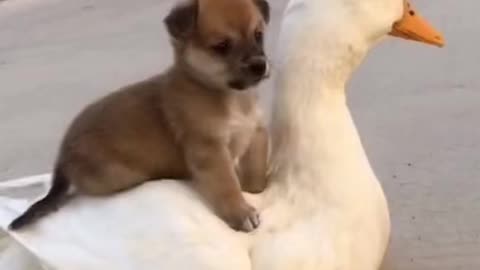 Puppy and goose