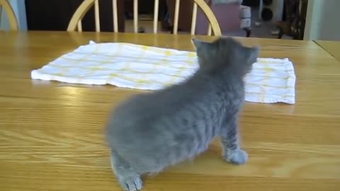 Baby kitten learning to walk.