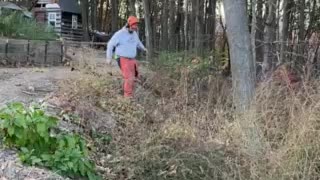 Timber Tree falling