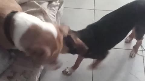 Dogs biting or kissing each other