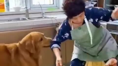 CUTE FUNNY DOG HELPS WITH WORK AT HOME