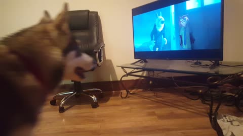 Husky Reacts to Howling Videos!