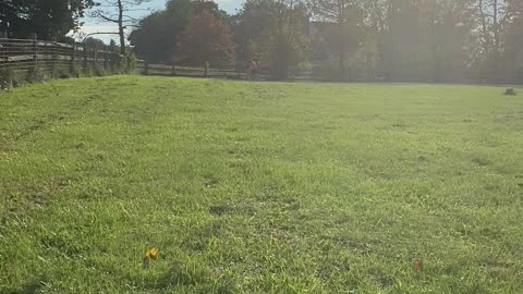 Caoimhe Lure Coursing Practice