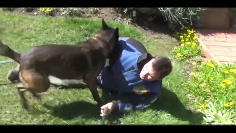 Dog Attack - How to Defend Yourself