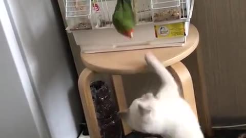 Funny cat and funny parrot play injoy this funny game