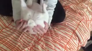 Bulldog Francés realiza abdominales bajos