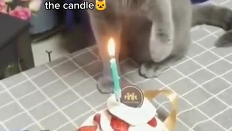 😹 Cat Celebrating Her Birthday 😻