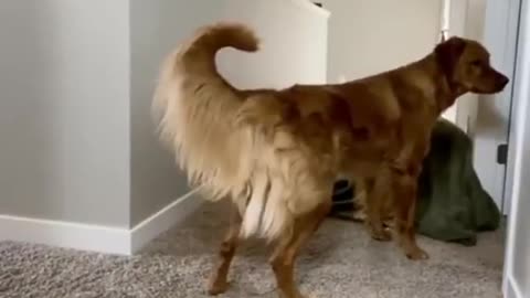 Amazing dogs | he did not know what just happened