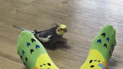 A cockatiel plays peek-a-boo with socks!