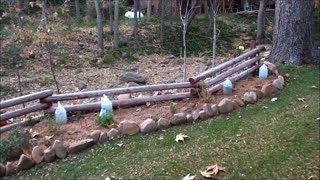 Using a Live Trap to catch a garden wrecking squirrel.