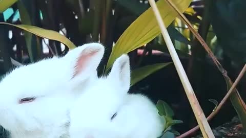 Funny and Cute Baby Bunny Rabbit Videos 🐇 Baby Animal Video