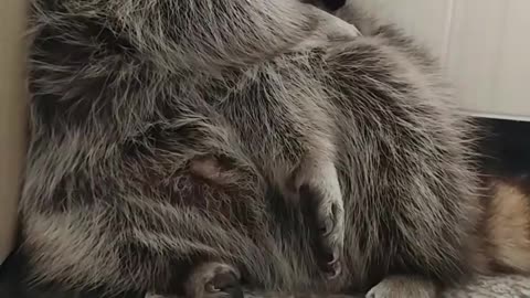 Raccoon washes his body by himself in the morning