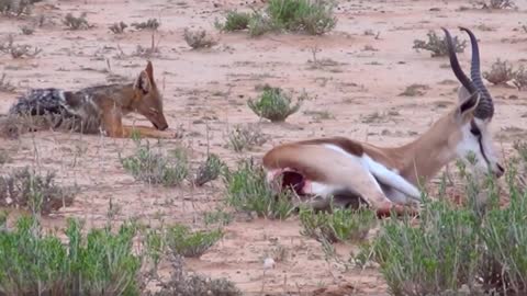 Jackals Fighting Baby Impala and His Mother
