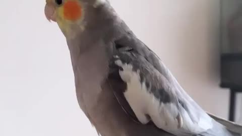 The wonderful cocktail bird sings in the room