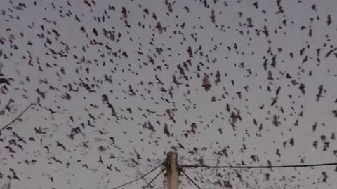 Thousands of Bats Fly Overhead