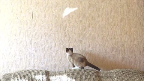 Cat attempts to catch reflection, wipes out adorably!