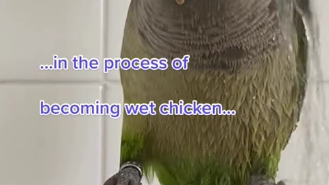 Singing Parrot While Showering ..Too funny!