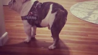 Bulldog puppy does happy dance for the camera