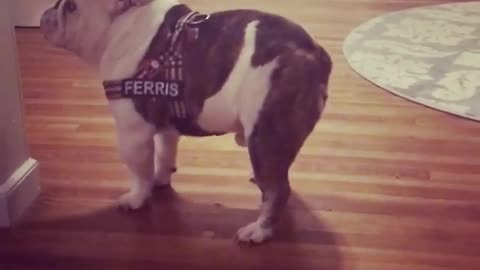 Bulldog puppy does happy dance for the camera