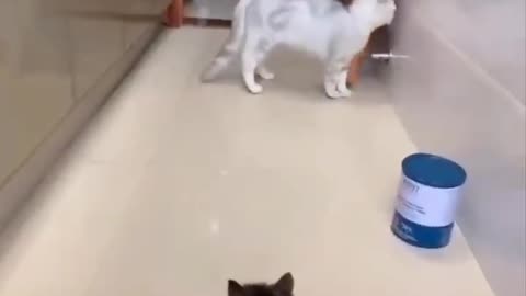 Cat frightened by a little kitten