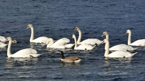 Swans swim on water.