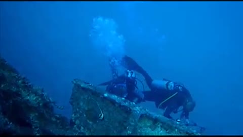 Diving The Sea Tiger