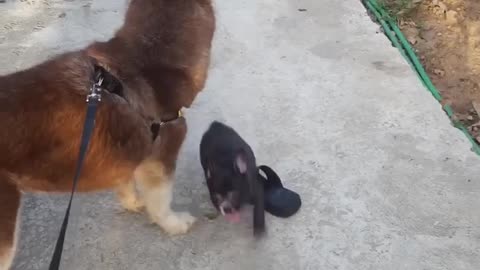 The dog was playing with his mistress and friend